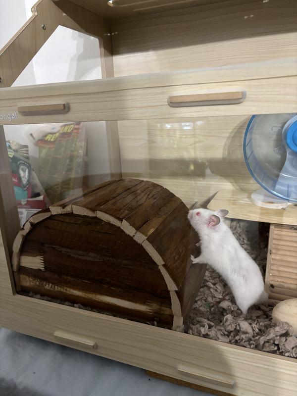The large size is perfect for our Syrian Hamster