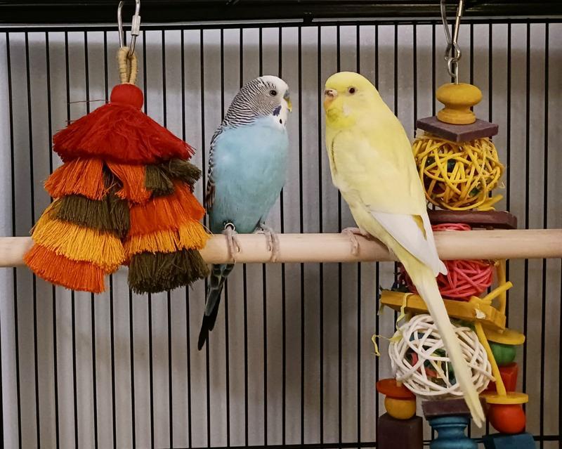 Dali and Picasso enjoy spending time by it....Dali (yellow) is the one that uses it most for preening