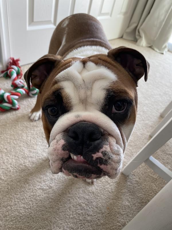Waiting for his treat