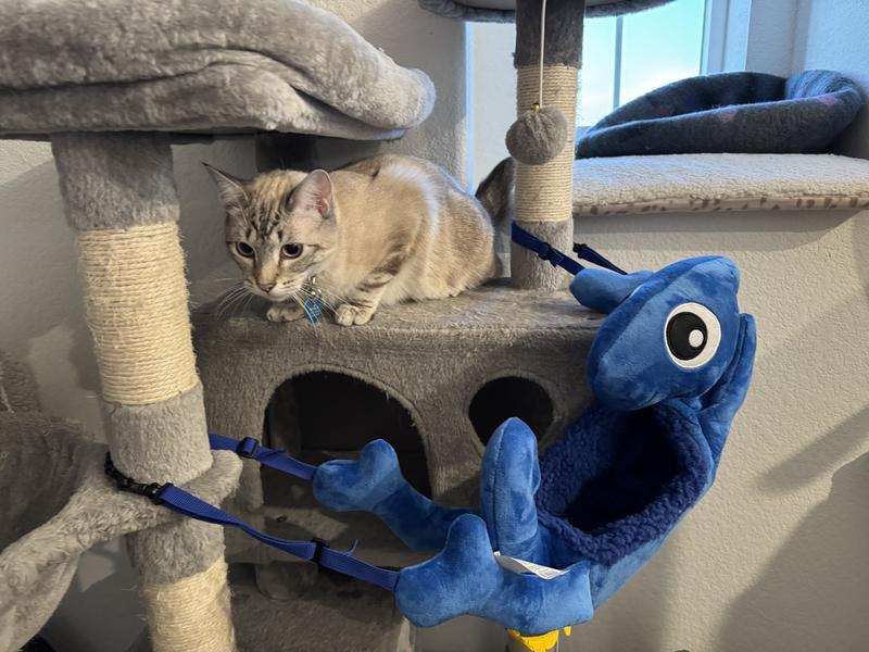 Kitty likes to play with it