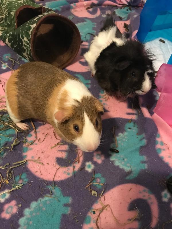 King Louie and Woodstock
