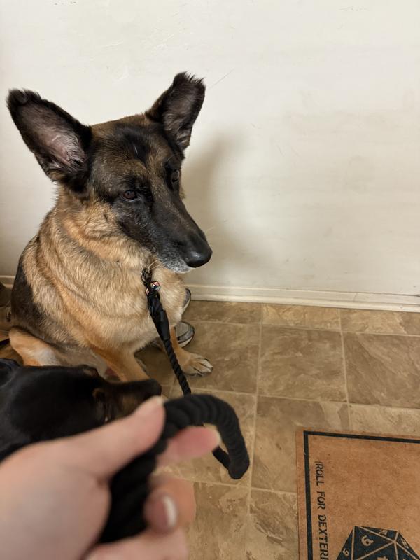 Leash on my dog