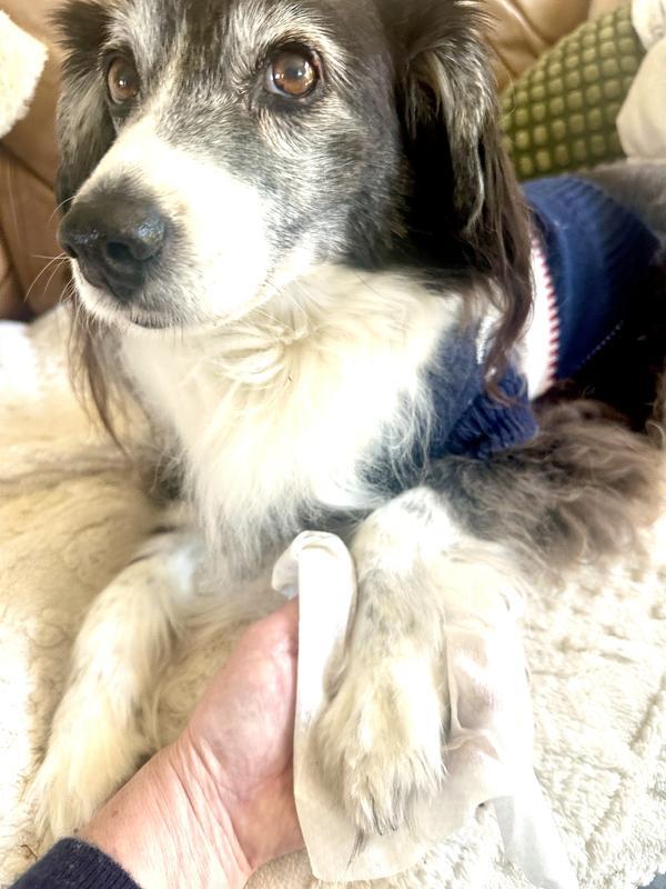The ever-relaxing pawdicure 🥰