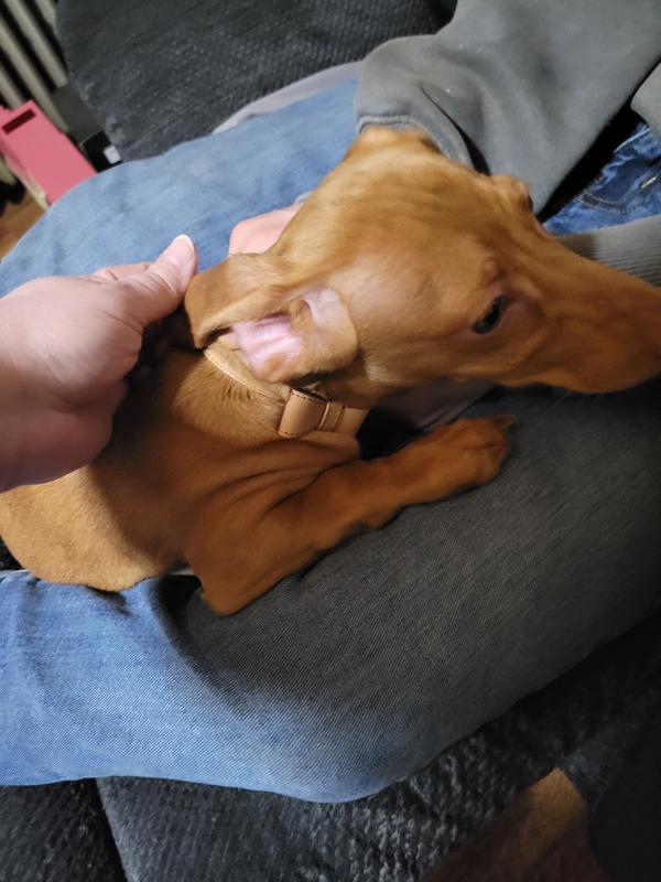 Closest fit was to my mini dachshund puppy