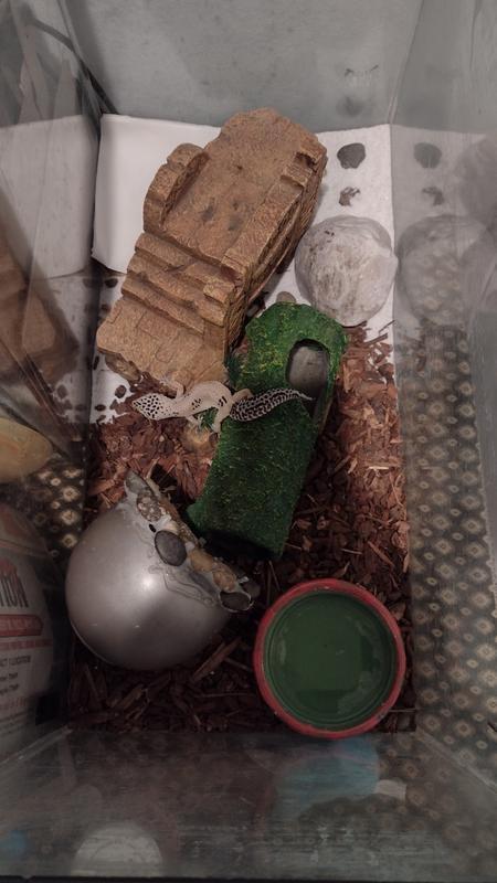 Vena the gecko in his tank with his new imagitarium reptile log