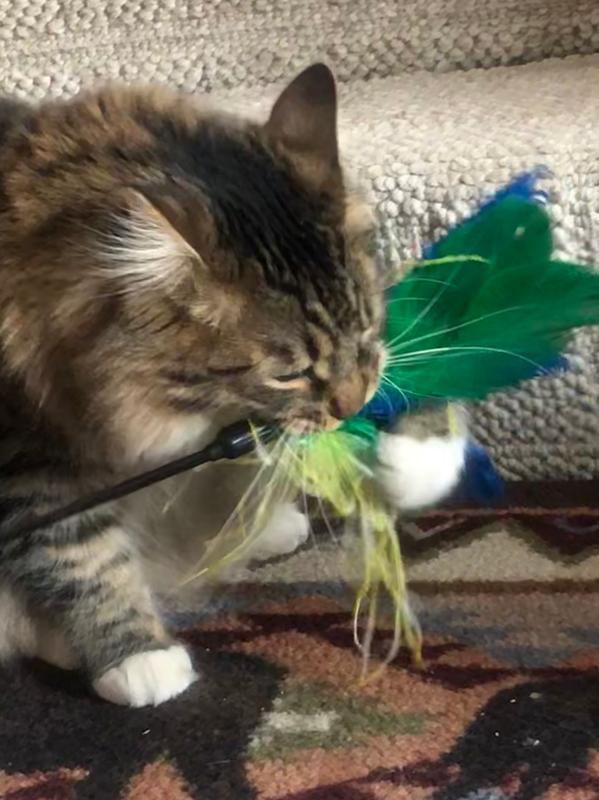 My new feather toy!! Love it!!