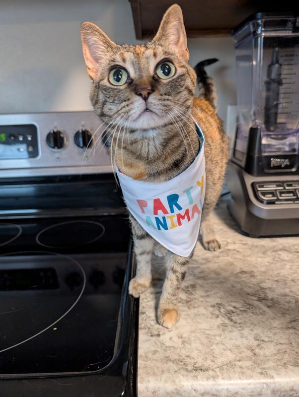 The real party animal