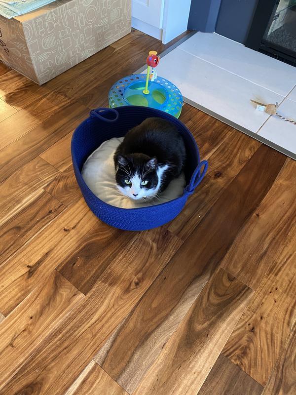 Custard in Basket from above