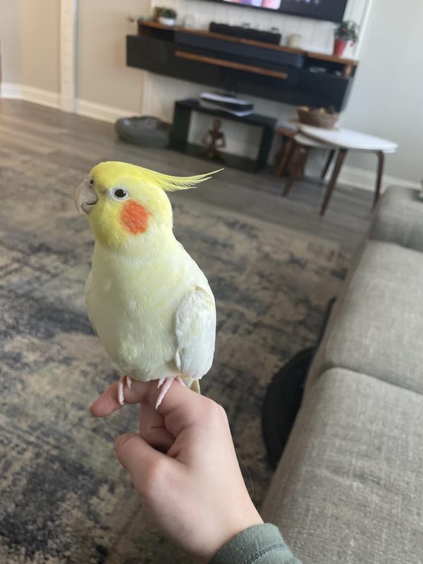 My amazing bird