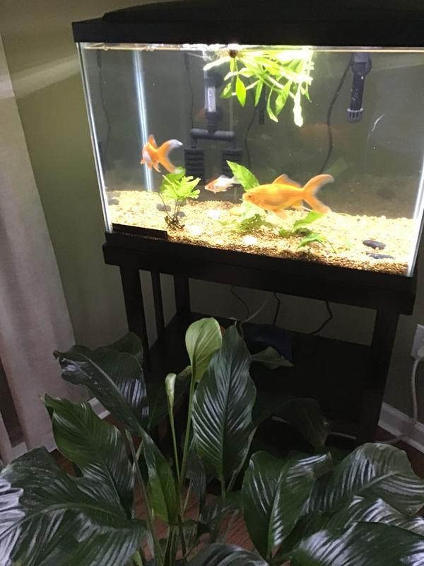 My goldfish tank names are, Luna, potato, and squirt.