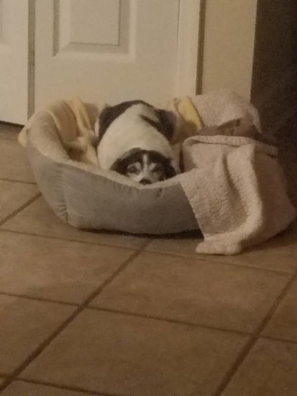 Cozy comfortable dog bed, at my home away from home