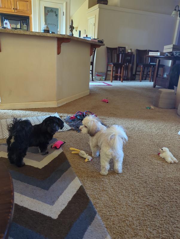 My pups