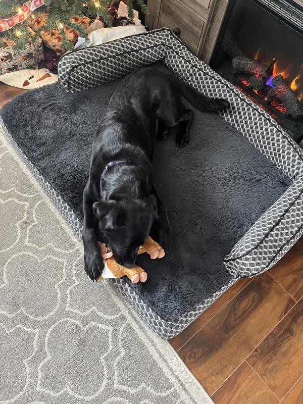 Picture of my dog