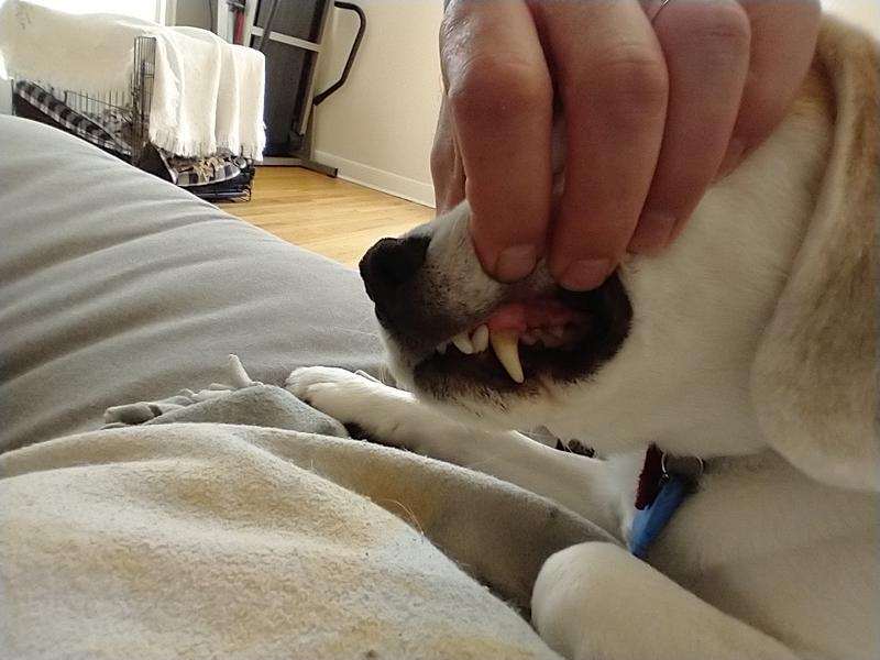 Teeth used to have black marks a month ago.