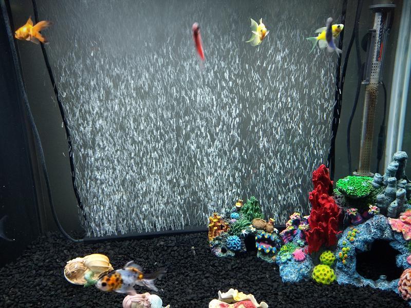 My babies love to swim thru the bubbles