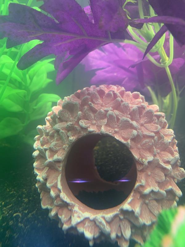 Flower ball with my fish loving it