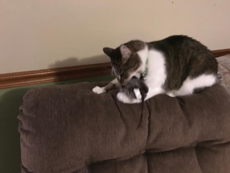 He loves his new toy