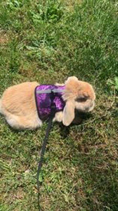 Here is a pic of Bun Bun in his new harness/leash combo.