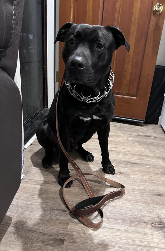 Big boy Chevy is ready for his night walk
