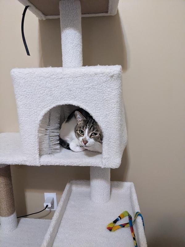 Cat tree, cat 1