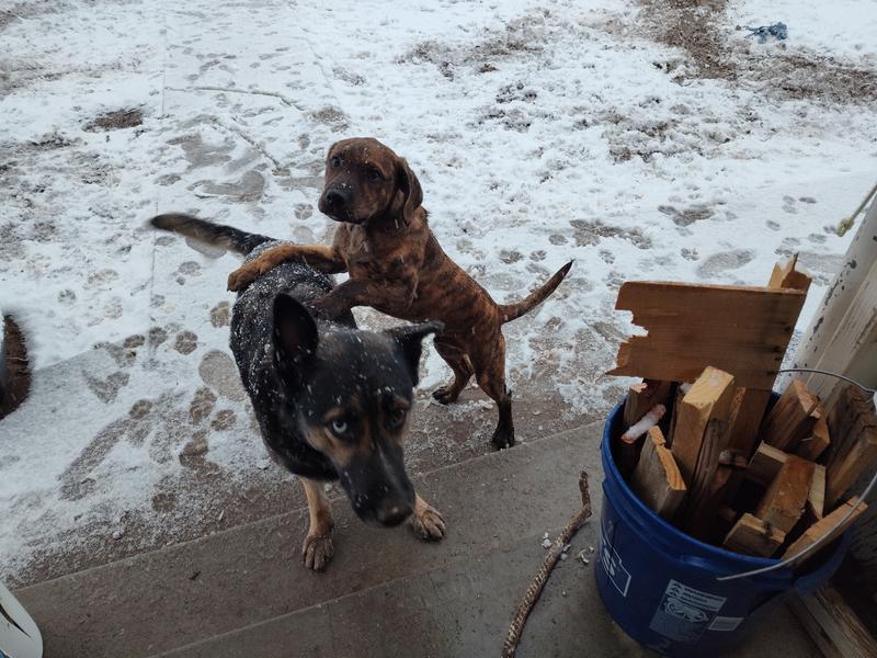 Scoobie and Maximus