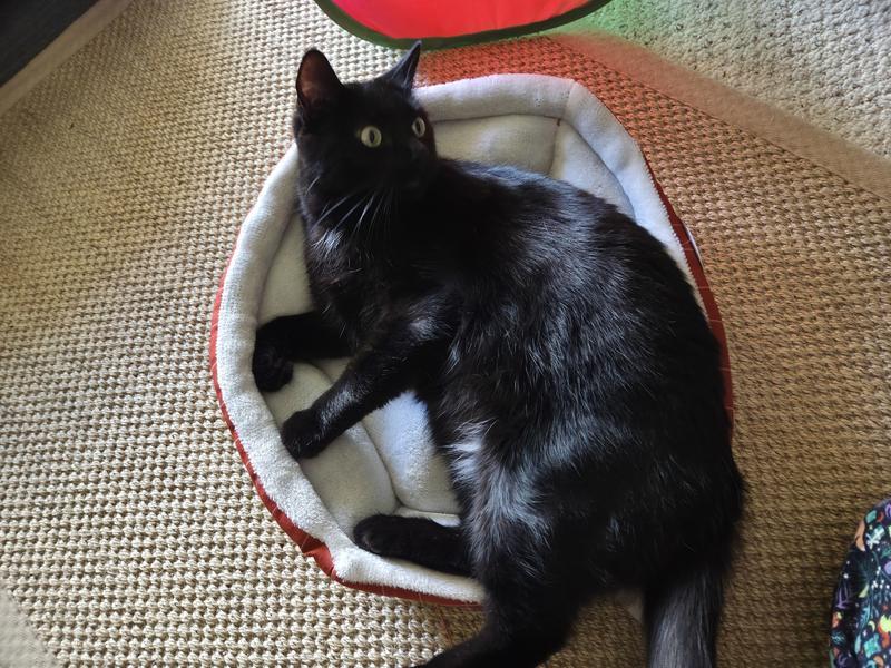 13lbs male cat for size reference