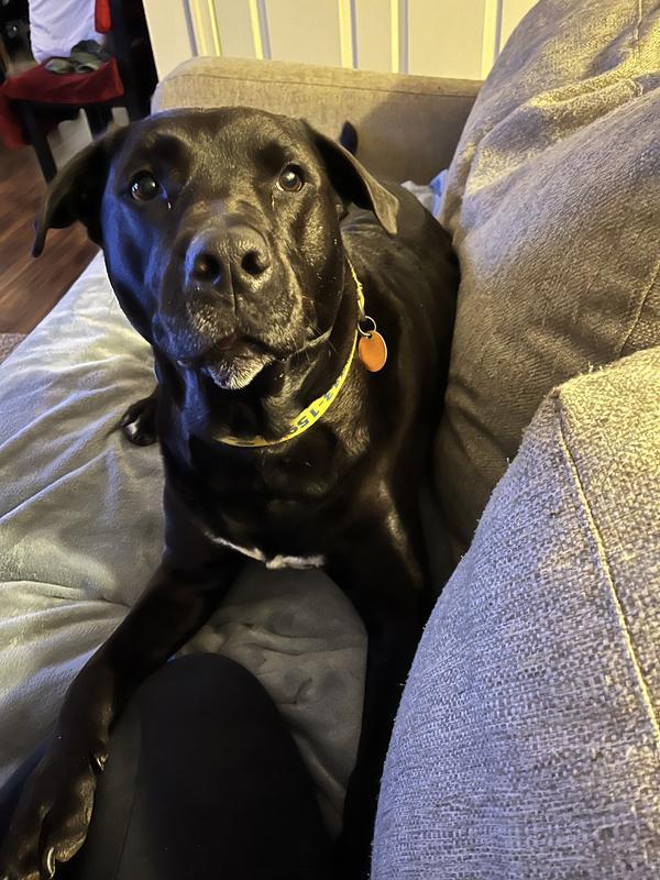 Waiting for the food transfer to the bowl!