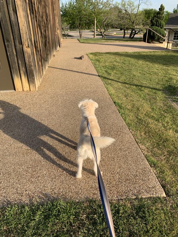 The Samwise Boy spotted a wild cat!