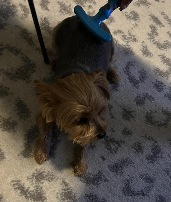 Brushing Coco