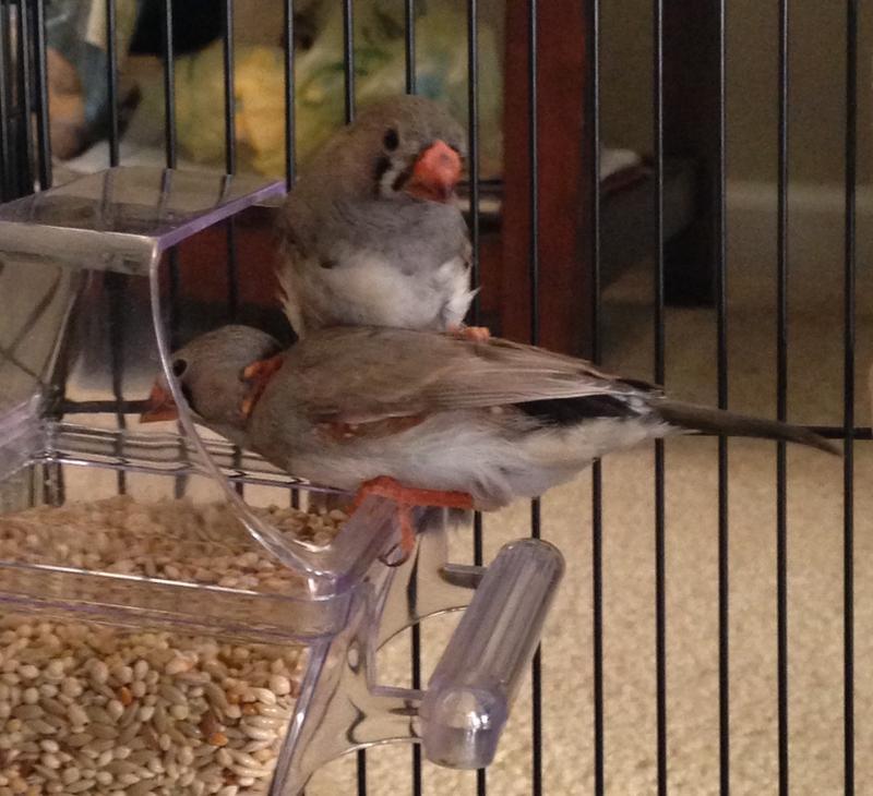 Two zebra finches eating together using the perch cup