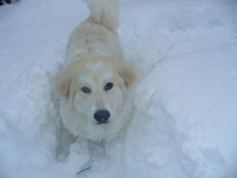 Daisey in the snow 7months old