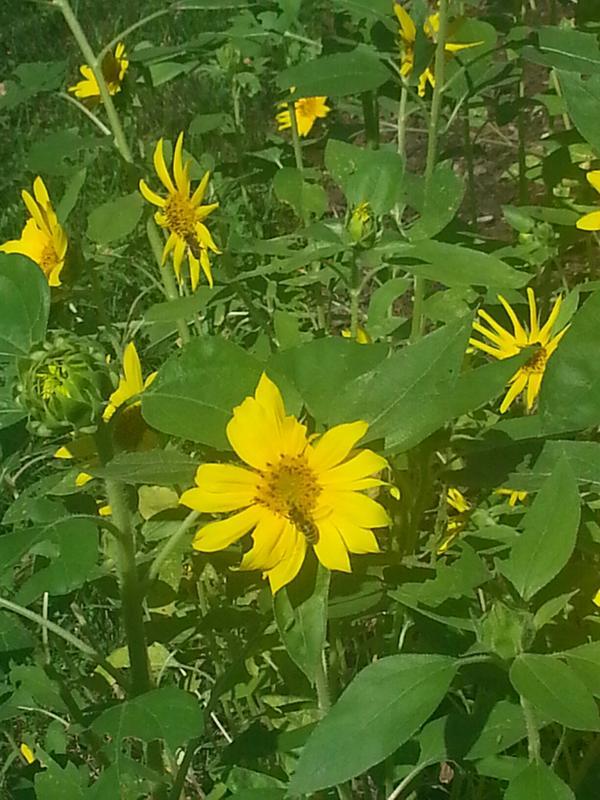 When I fill the feeder I tossed the sunflower seeds on the dirt bed...been doing it for years!