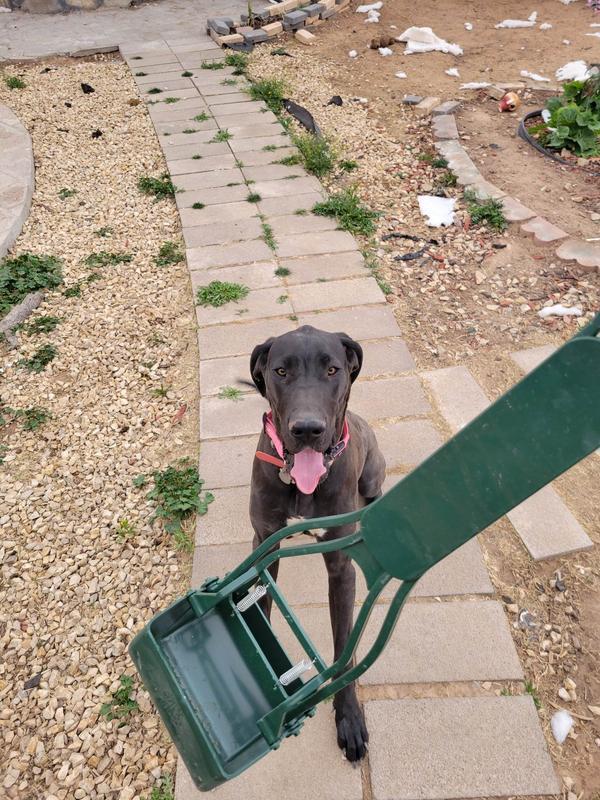 i just finished making a mess out me hoomans yard