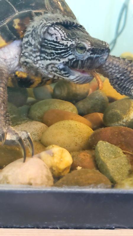 It was hard to get pics of my turtle chasing after the worms but he definitely did like them because he was digging through the rocks to get them. If I could get the worms just right, they would float on top but mostly they sank.