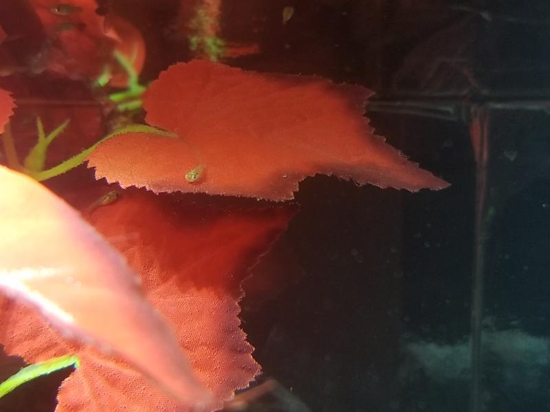 Molly fry resting on the leaves
