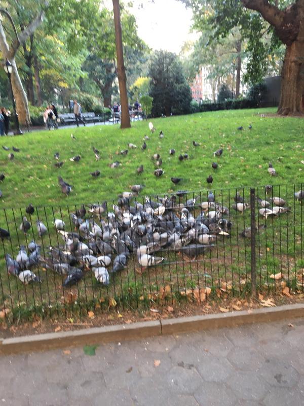 Park Pigeons Dining
