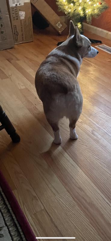 Corgi heart bum