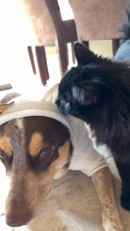 The cat hat to check out the new sweater