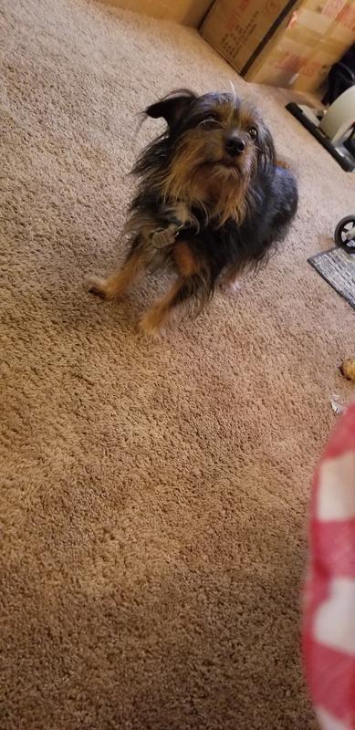 My client dog Love them too