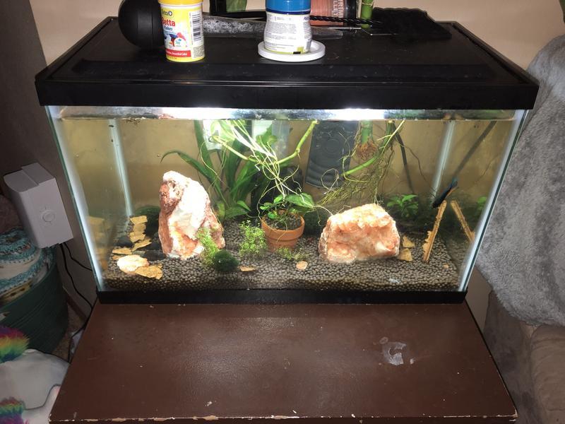 My ten gallon
