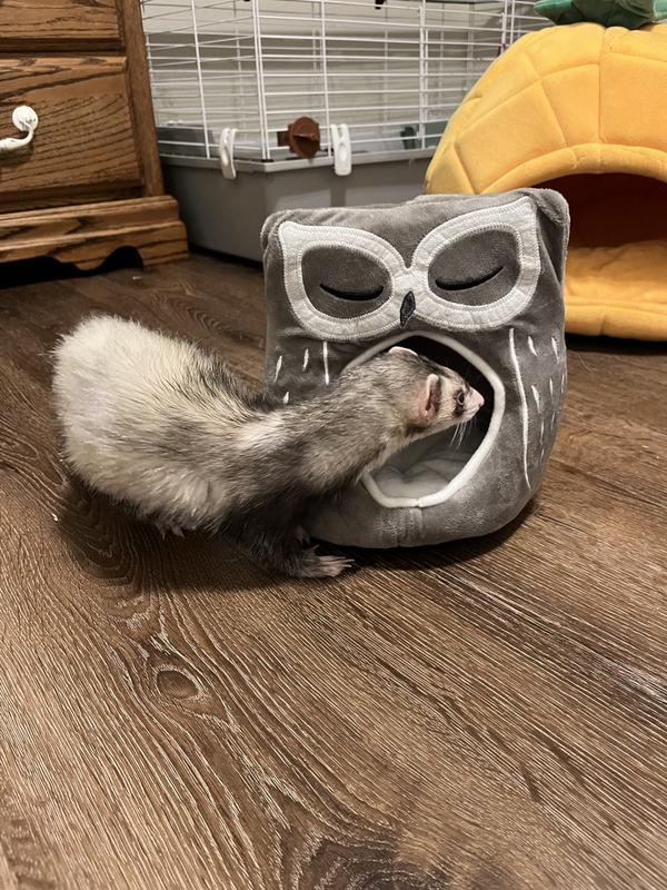 Our smallest ferret is much to large to use this bed. I couldn't even get a picture of her fully in it because she doesn't fit.