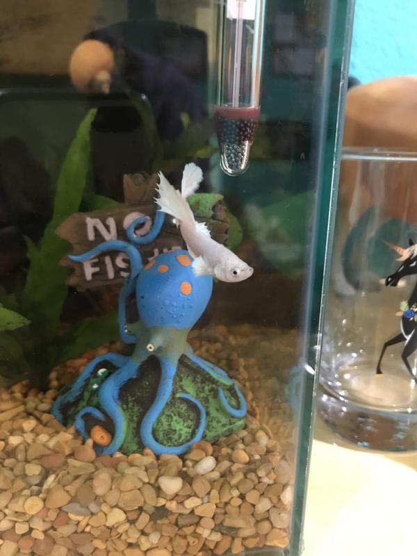 This is my fish Severus and he is loving the sign he is a white opal male betta fish