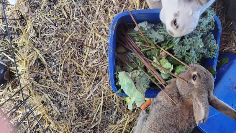 They get them with their dinner