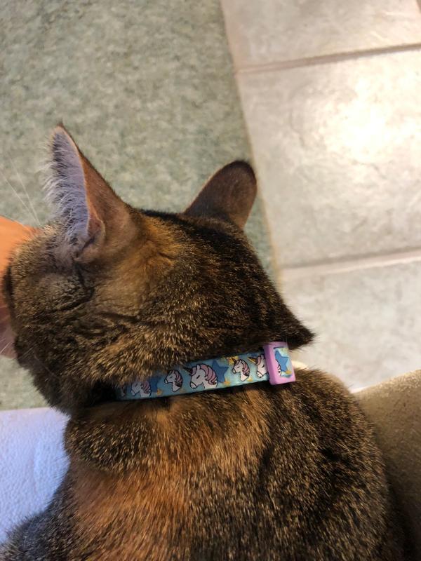 My new collar