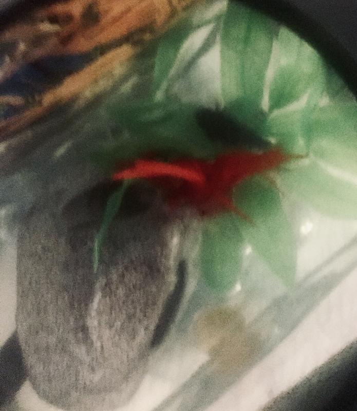 Hammock time for Betta fish Laila
