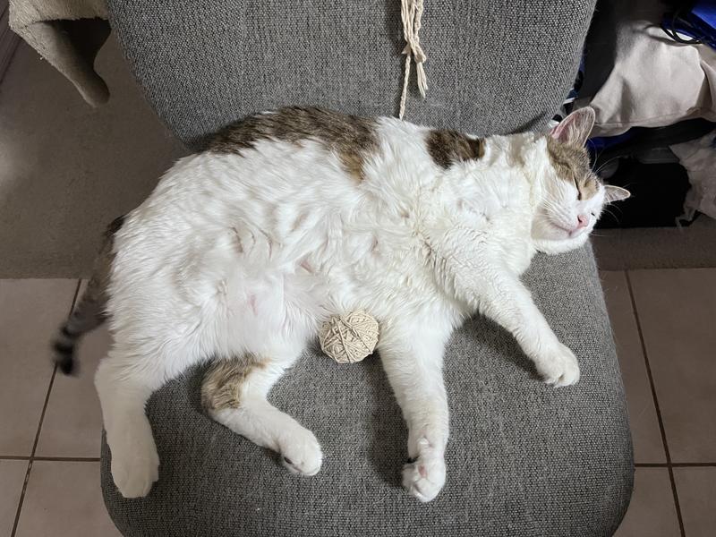You wouldn’t know she is a picky eater with that belly!