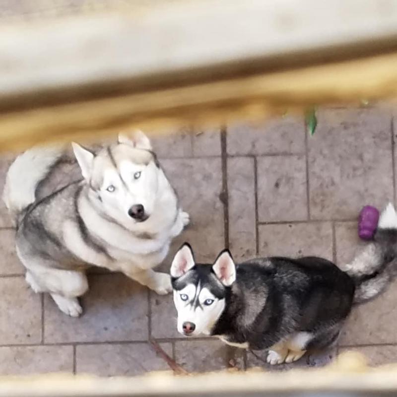 Dogs anxiously waiting for their treat