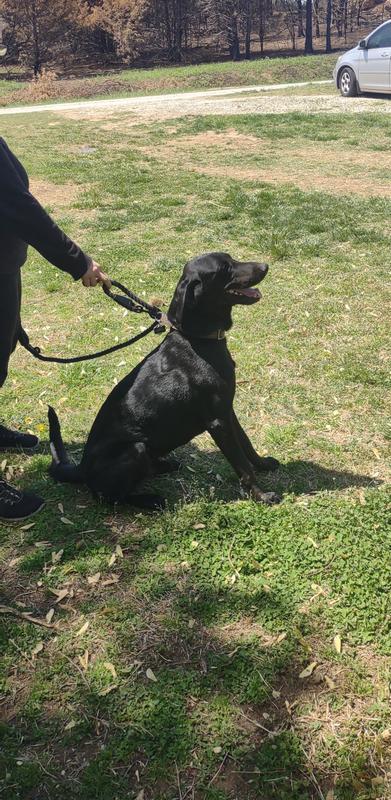 Using the traffic leash option