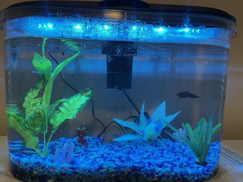 Cheeto’s New Crib