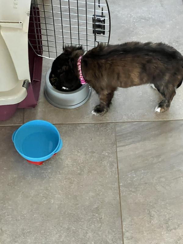 Tinkerbell just being a puppy!